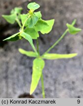 Euphorbia terracina