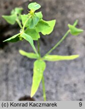 Euphorbia terracina