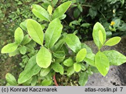 Feijoa sellowiana