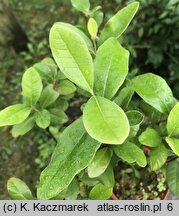 Feijoa sellowiana