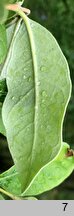 Feijoa sellowiana