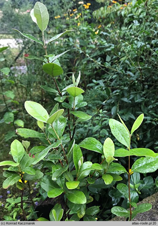 Feijoa sellowiana