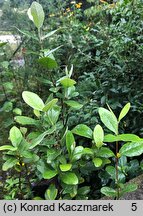 Feijoa sellowiana