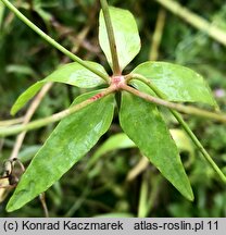 Euphorbia terracina