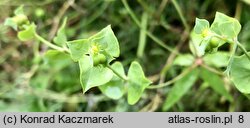 Euphorbia terracina