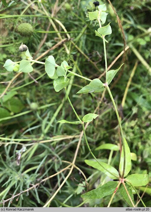 Euphorbia terracina