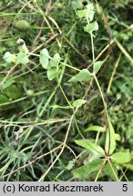 Euphorbia terracina