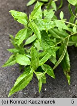 Aloysia citrodora (lippia trójlistna)