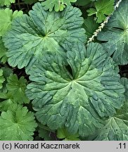 Geranium pyrenaicum (bodziszek pirenejski)