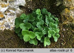 Hepatica nobilis (przylaszczka pospolita)