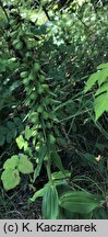 Epipactis helleborine s.str. (kruszczyk szerokolistny)