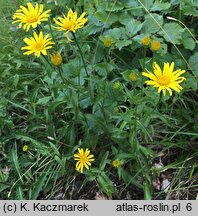 Buphthalmum salicifolium (kołotocznik wierzbolistny)