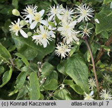 Clematis vitalba (powojnik pnący)