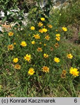 Buphthalmum salicifolium (kołotocznik wierzbolistny)