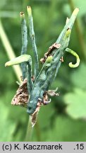 Chelidonium majus (glistnik jaskółcze ziele)