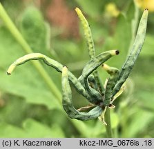 Chelidonium majus (glistnik jaskółcze ziele)