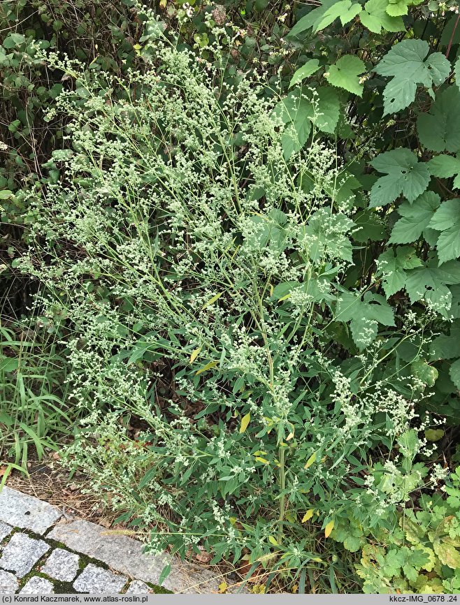 Chenopodium pedunculare (komosa szypułowa)