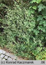 Chenopodium pedunculare (komosa szypułowa)