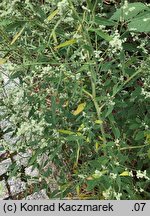 Chenopodium pedunculare (komosa szypułowa)