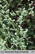 Chenopodium pedunculare (komosa szypułowa)