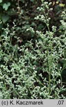 Chenopodium pedunculare (komosa szypułowa)