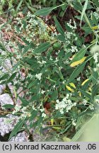 Chenopodium pedunculare (komosa szypułowa)