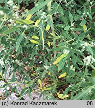 Chenopodium pedunculare (komosa szypułowa)