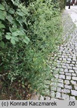 Chenopodium pedunculare (komosa szypułowa)