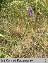 Muscari comosum (szafirek miękkolistny)