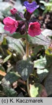 Pulmonaria officinalis (miodunka plamista)