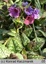 Pulmonaria officinalis (miodunka plamista)