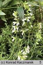 Hyssopus officinalis (hyzop lekarski)