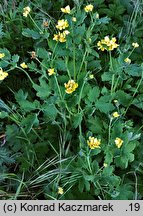 Chelidonium majus (glistnik jaskółcze ziele)