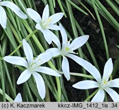 Ornithogalum angustifolium (śniedek baldaszkowaty)