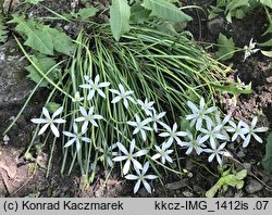 Ornithogalum angustifolium (śniedek baldaszkowaty)