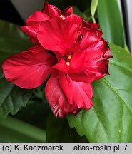 Hibiscus rosa-sinensis (ketmia róża chińska)