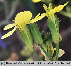 Raphanus raphanistrum (rzodkiew świrzepa)