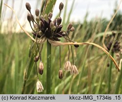 Allium oleraceum (czosnek zielonawy)