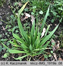 Allium scorodoprasum (czosnek wężowy)