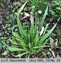 Allium scorodoprasum (czosnek wężowy)