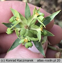 Euphorbia terracina