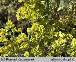 Euphorbia segetalis