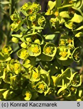 Euphorbia segetalis