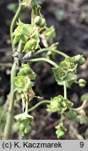 Euphorbia terracina