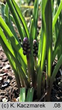 Muscari botryoides (szafirek drobnokwiatowy)