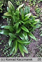 Colchicum speciosum (zimowit powabny)