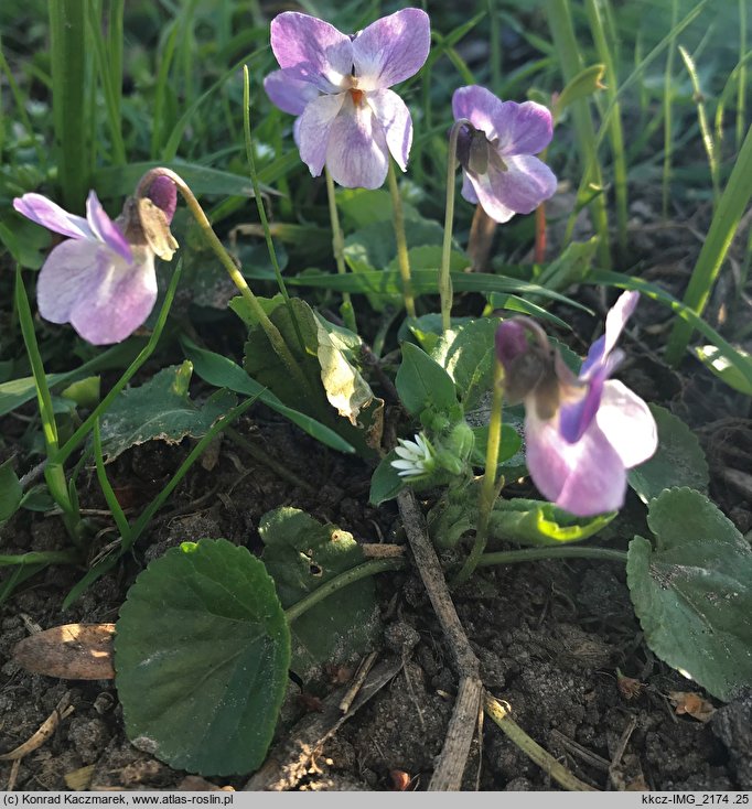 Viola odorata f. pallida (fiołek wonny forma bladokwiatowa)