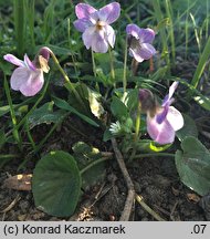 Viola odorata f. pallida (fiołek wonny forma bladokwiatowa)