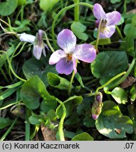 Viola odorata f. pallida (fiołek wonny forma bladokwiatowa)