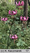 Lilium martagon (lilia złotogłów)